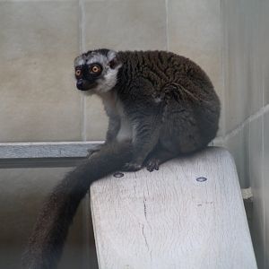 White-Fronted Lemur