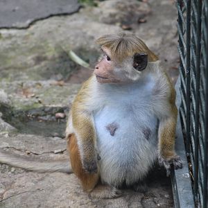Very Pregnant Macaque