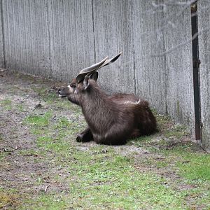 Sitatunga in a Moat