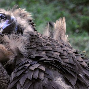 European black vulture