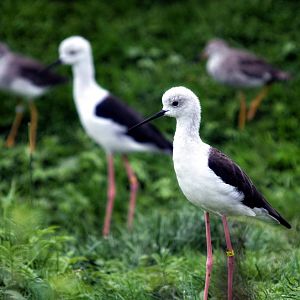 black winged stilts