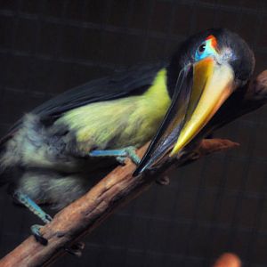 green aracari