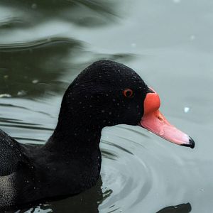 rosy billed pochard