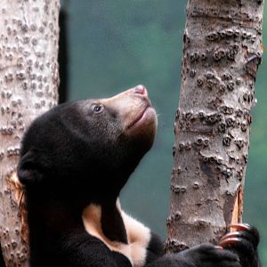 sun bear cub