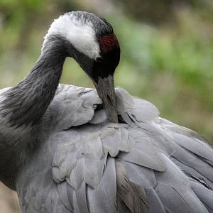 common crane