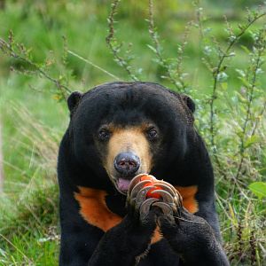 male sun bear