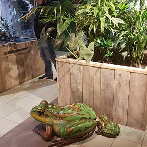 Fake-frogs and Water-agama enclosure