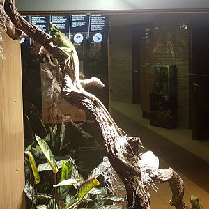 Green water-agama enclosure