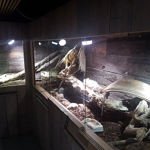 Green iguana enclosure