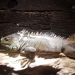 Green iguana