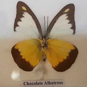 Chocolate albatross