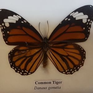 Common tiger