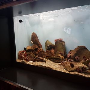 Rock aquarium