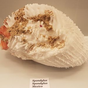 Spondylus spondylus