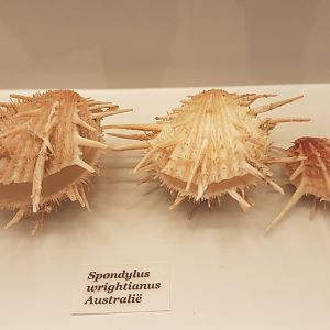 Spondylus wrightianus