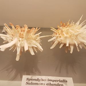 Spondylus imperialis
