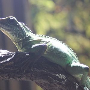 Green water-agama