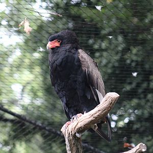 Bateleur
