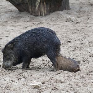 White-Lipped Peccary Nursing