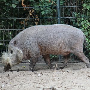 Bornean Bearded Pig