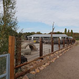 White-lipped peccary-enclosure and South America building