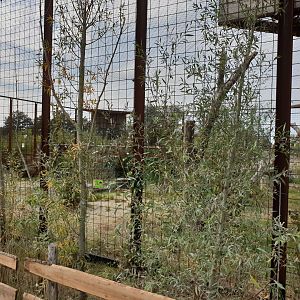 Steller's sea-eagle aviary