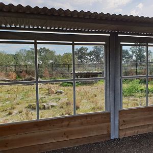 Viewing-window Maned wolf