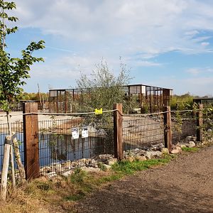 Steller's sea-eagle aviary