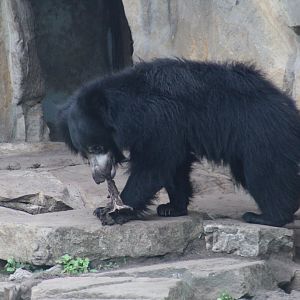 Indian Sloth Bear