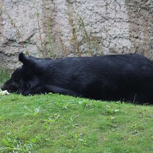 Asiatic Black Bear
