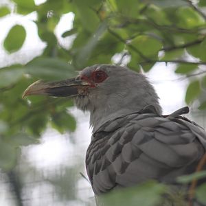 Channel-Billed Cuckoo