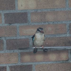 Brown-Hooded Kingfisher