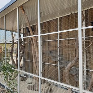 Chacoan mara - Pygmy owl enclosure