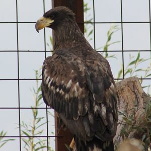 Steller's sea-eagle
