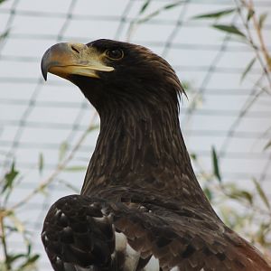Steller's sea-eagle