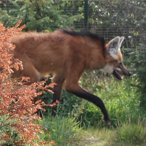 Maned wolf