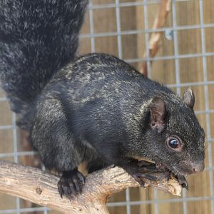Yucatan squirrel