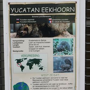 Sign Yucatan squirrel