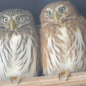 Ferruginous pygmy-owls