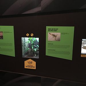 Spiders Fear and Fascination - Vivariums