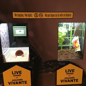 Spiders: Fear and Fascination - Brown Recluse and Black Widow Spider