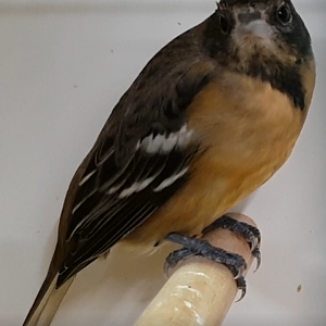 Baltimore oriole - female