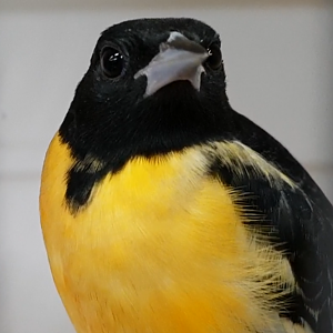 Baltimore oriole - male