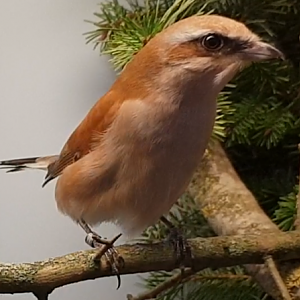 Red-backed shrike