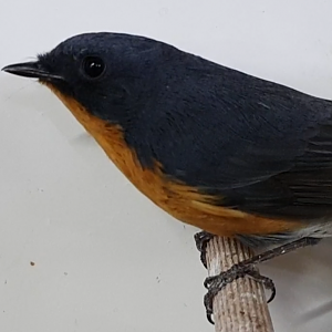 Slaty-backed flycatcher - male