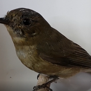 Slaty-backed flycatcher