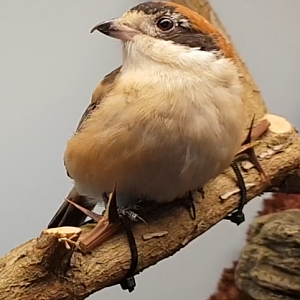 Woodchat shrike