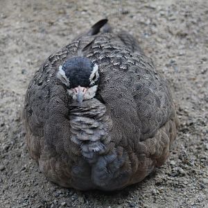 East African White-Bellied Bustard