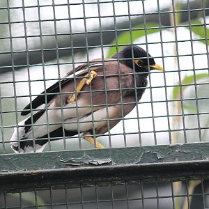 Common Mynah