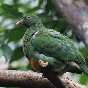 Western Orange-Bellied Fruit-Dove